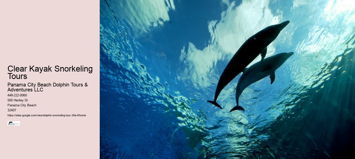 Dolphin Swim