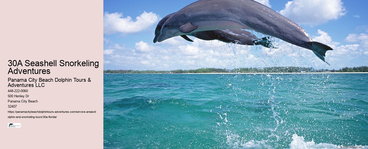 Dolphin and Snorkel Tours Near Me