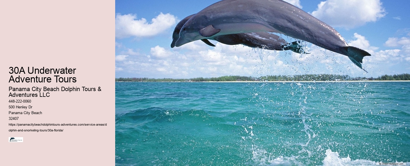 Dolphin Tours Panama City Beach