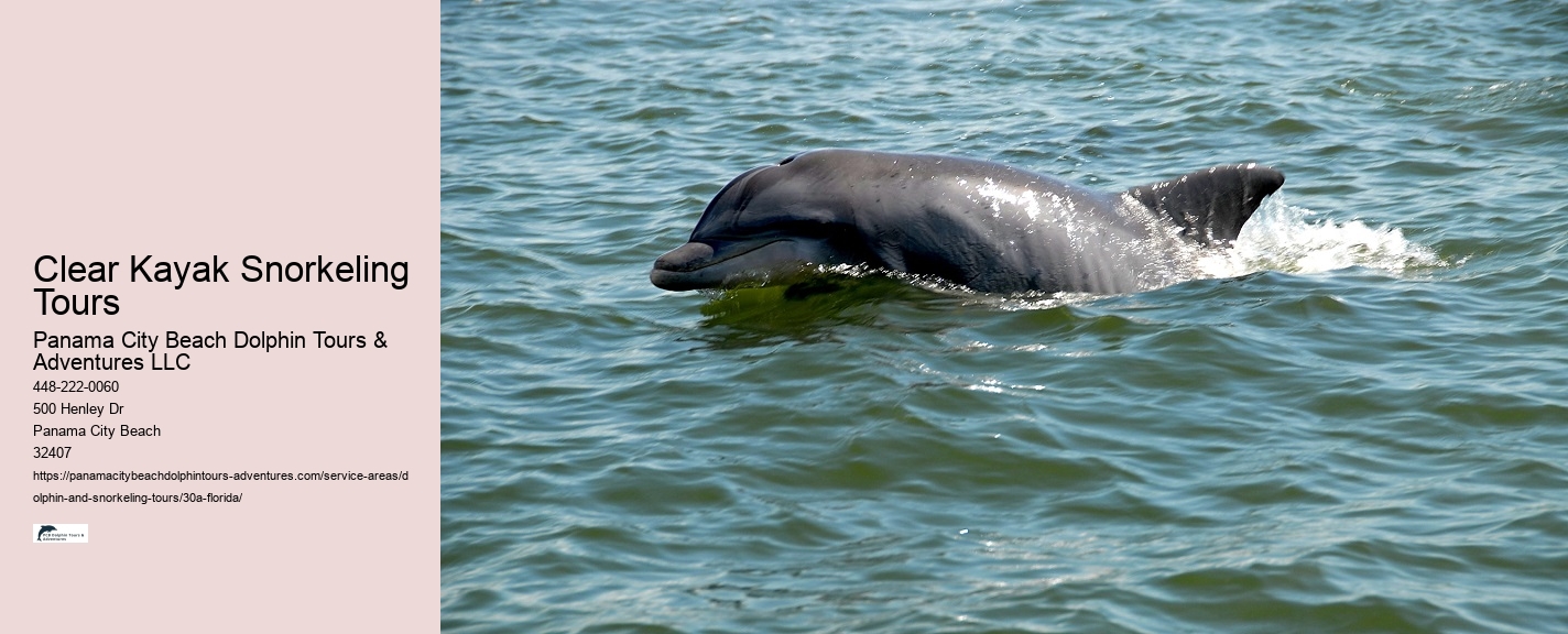 Dolphin Watching Cruise Near Me