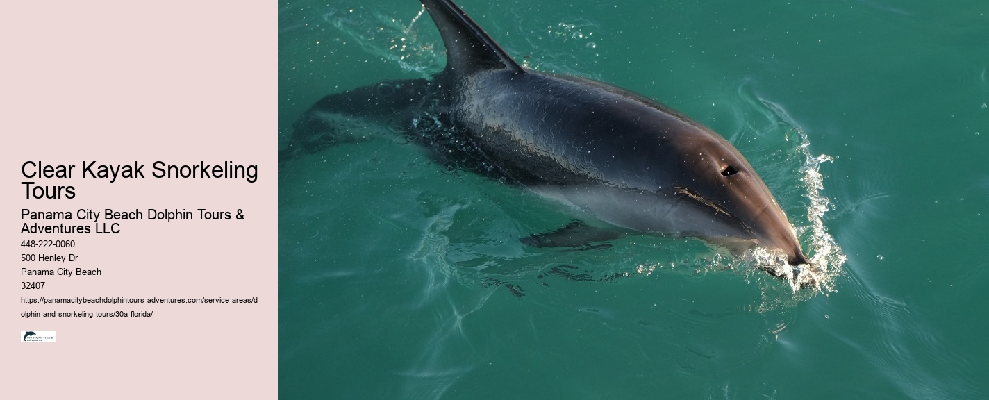 Rosemary Beach Dolphin Tours