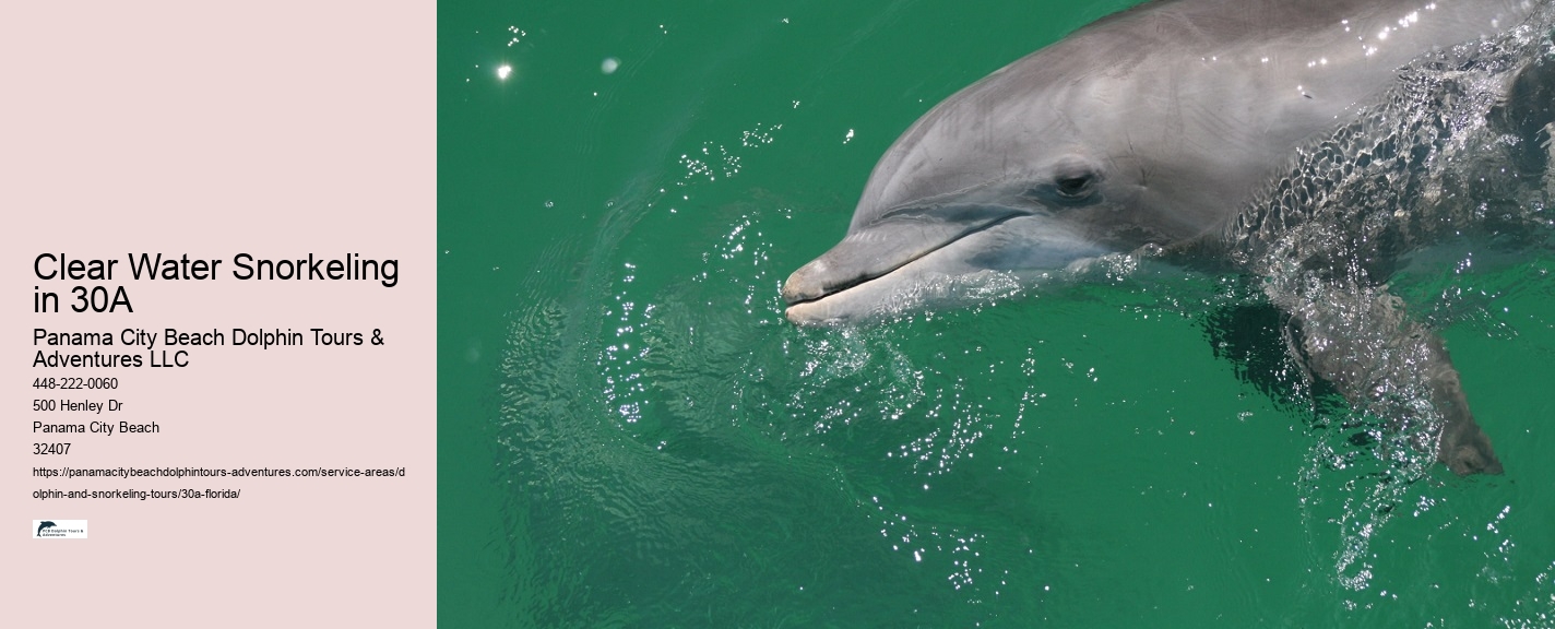 Boat Trip Clearwater Dolphin