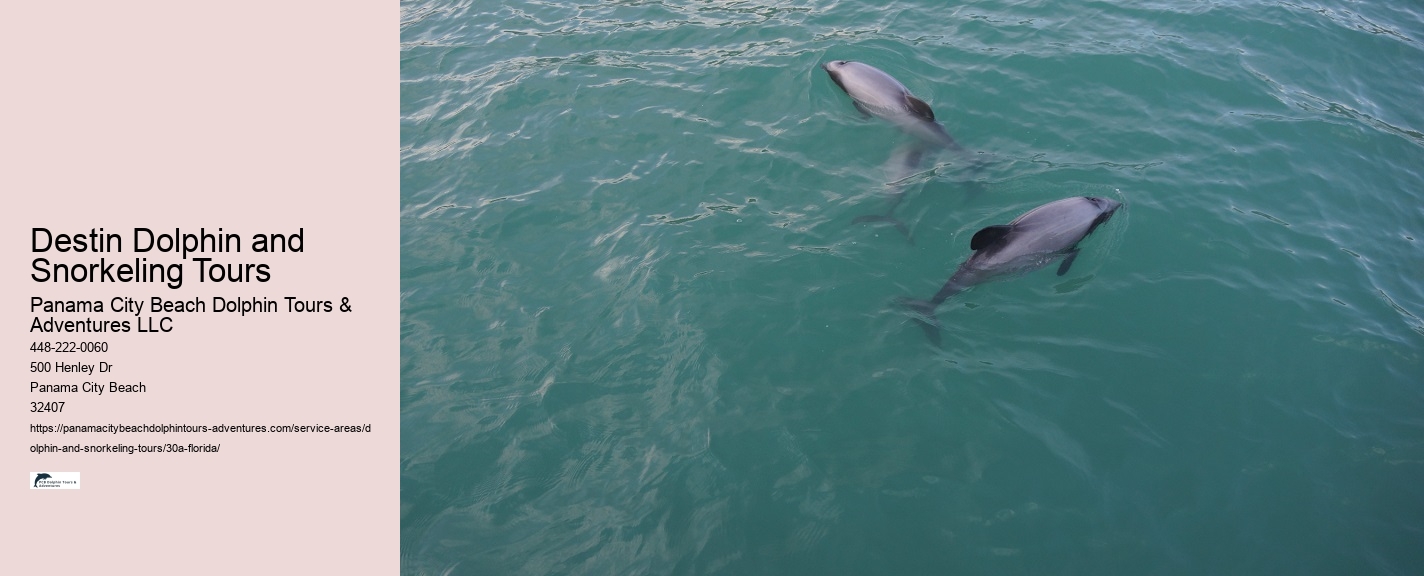 Swimming With Dolphins