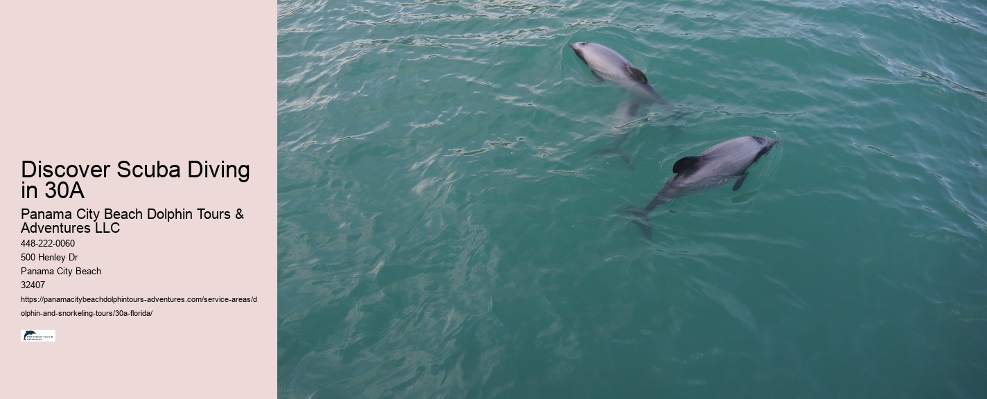 Where Can I See A Dolphin Show