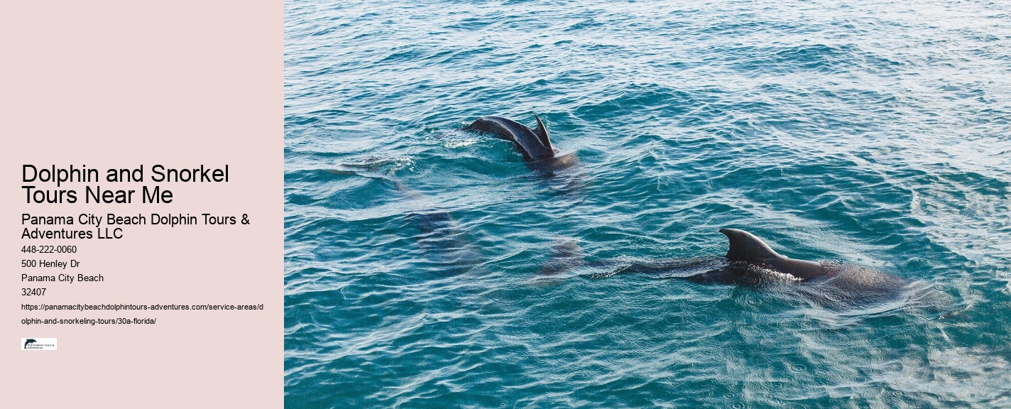 What Is The Dolphin Food Chain