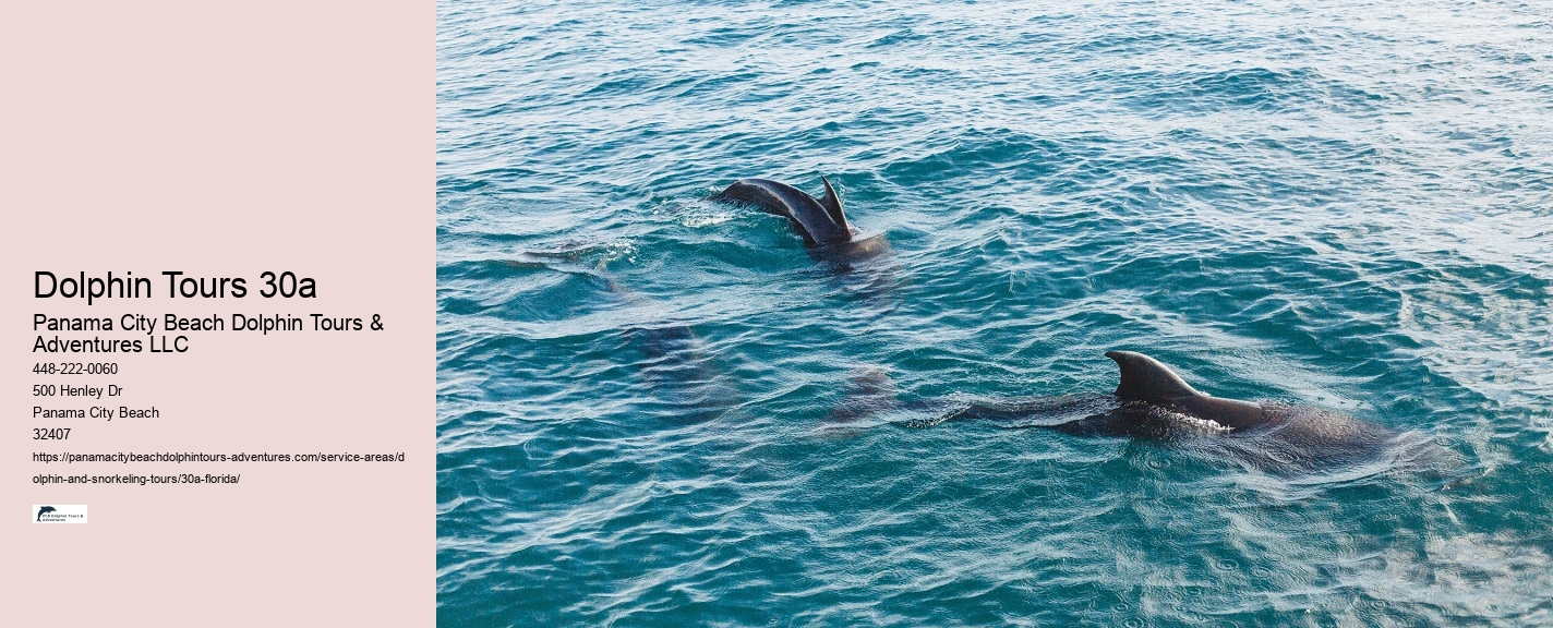 Dolphin Tours Adventures
