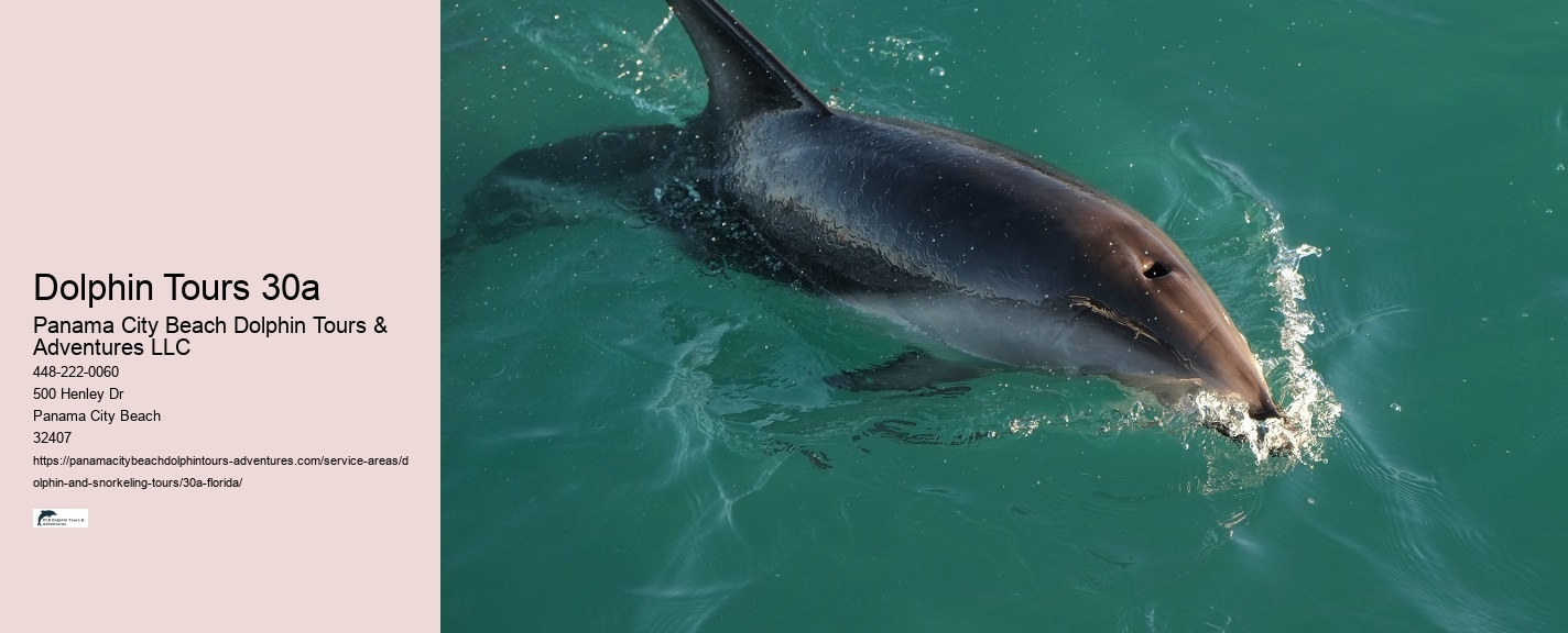 Dolphin Boat Tour Florida