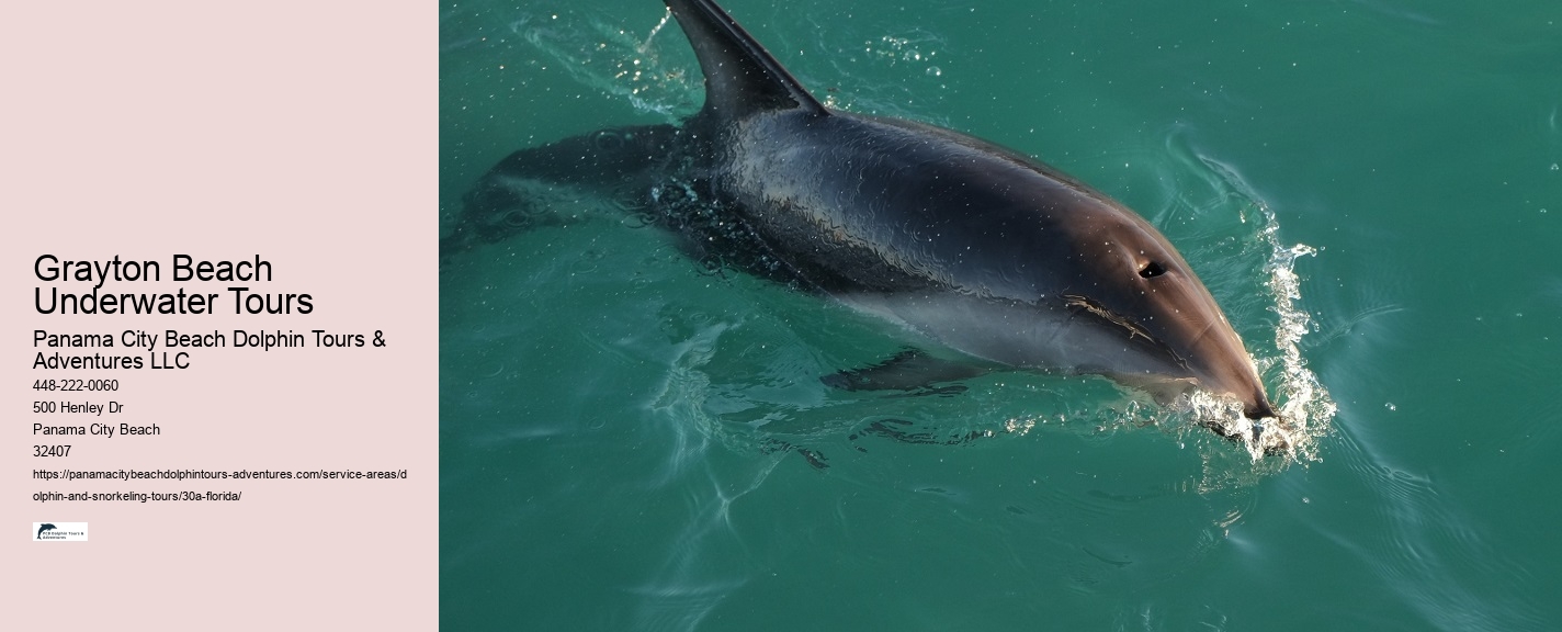 Boat Ride Dolphin Watch