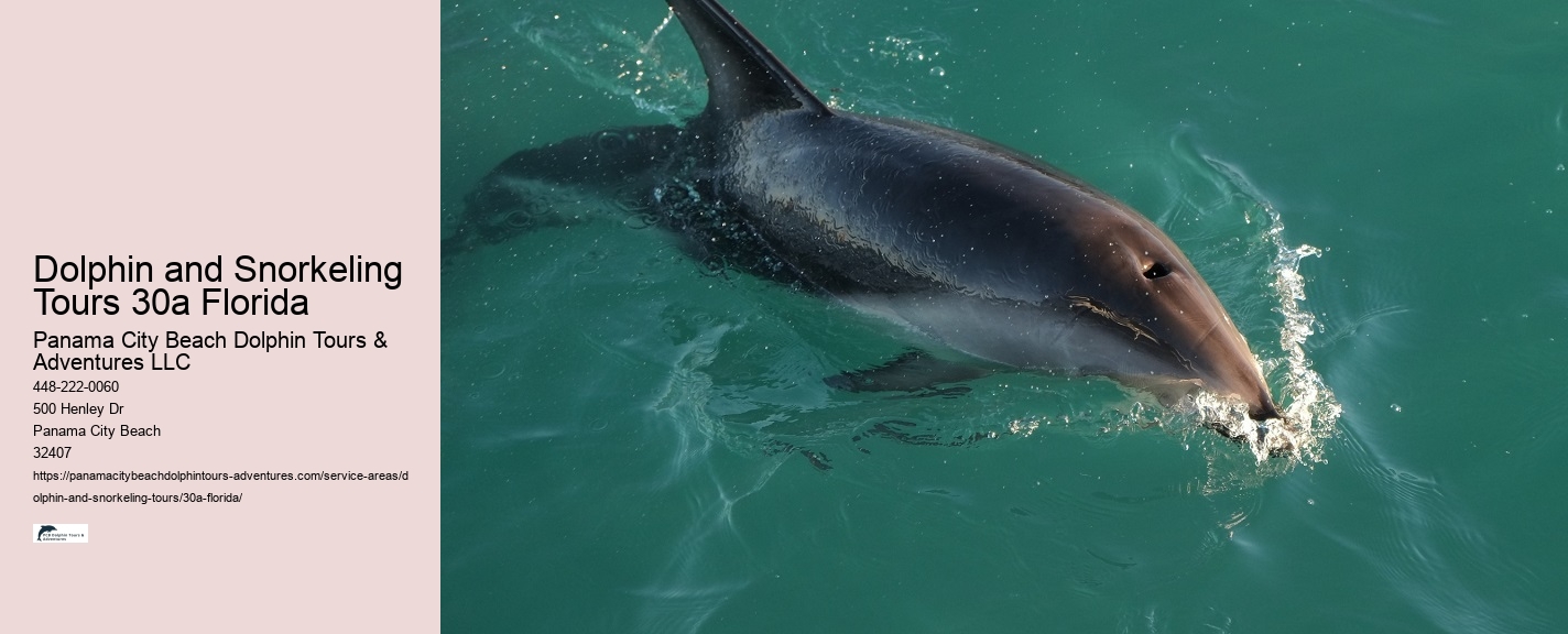 Dolphin Watch Boat Tours Near Me