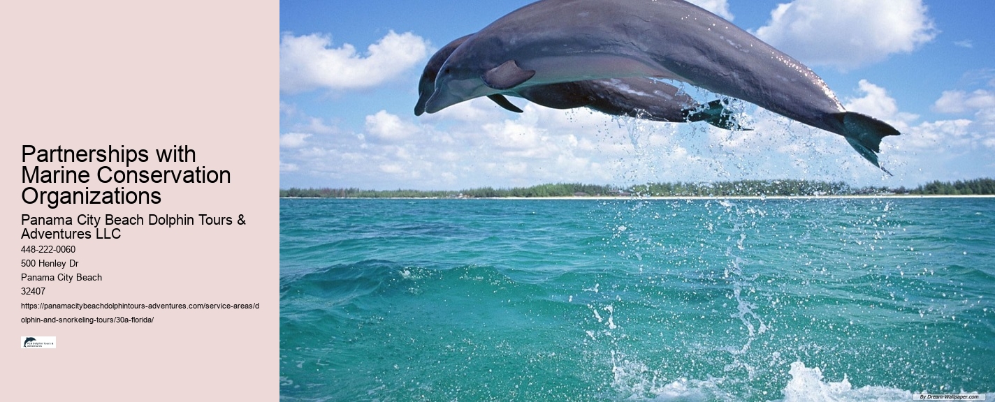 Snorkeling and Dolphin Tour