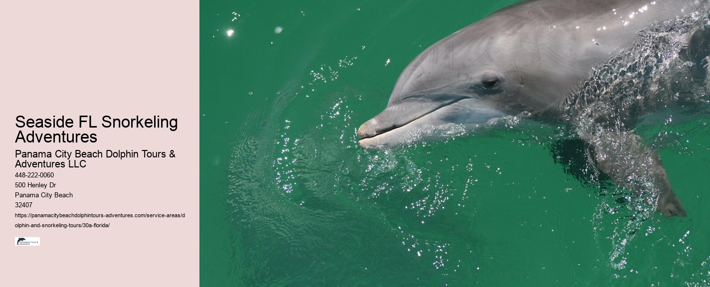 Dolphin Swim Tour
