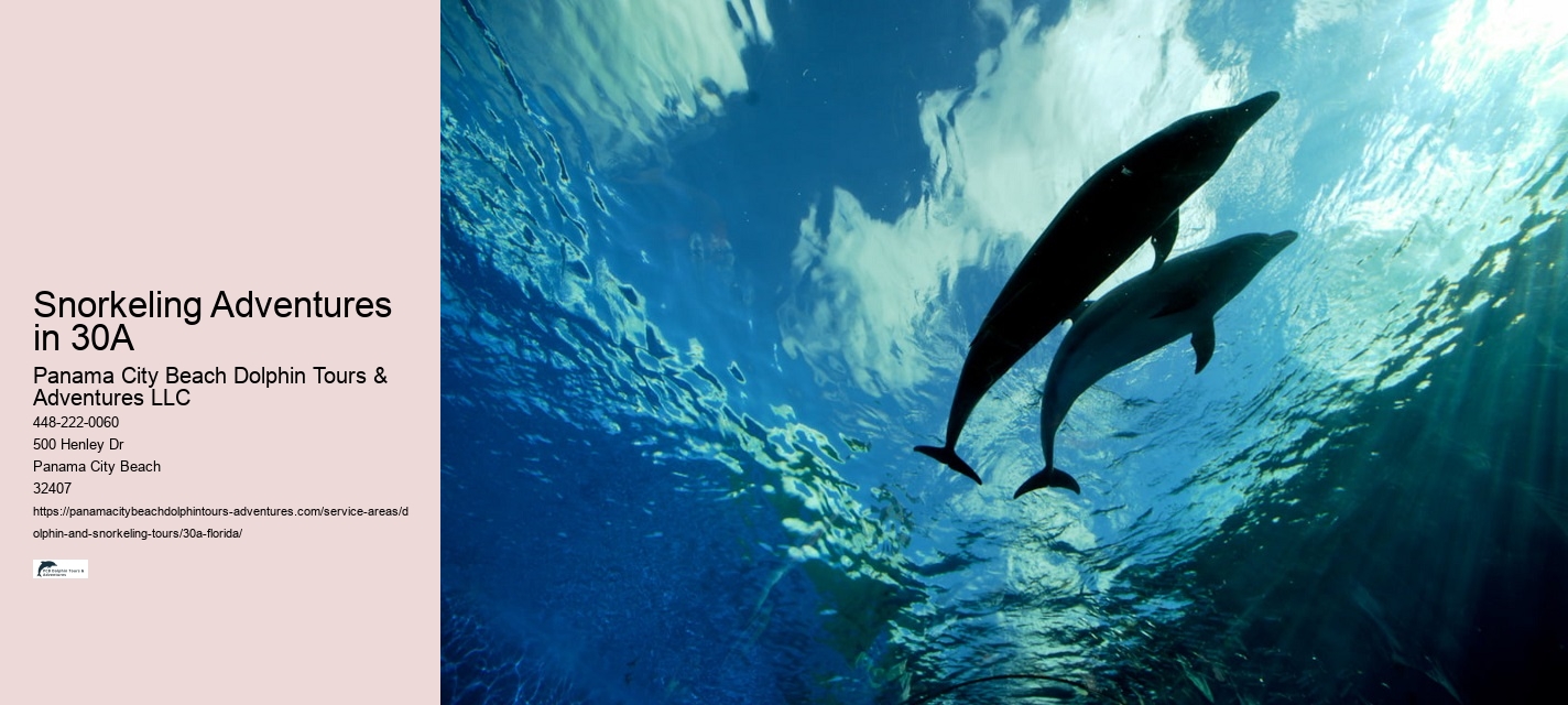 Is it better to see dolphins in the morning or afternoon