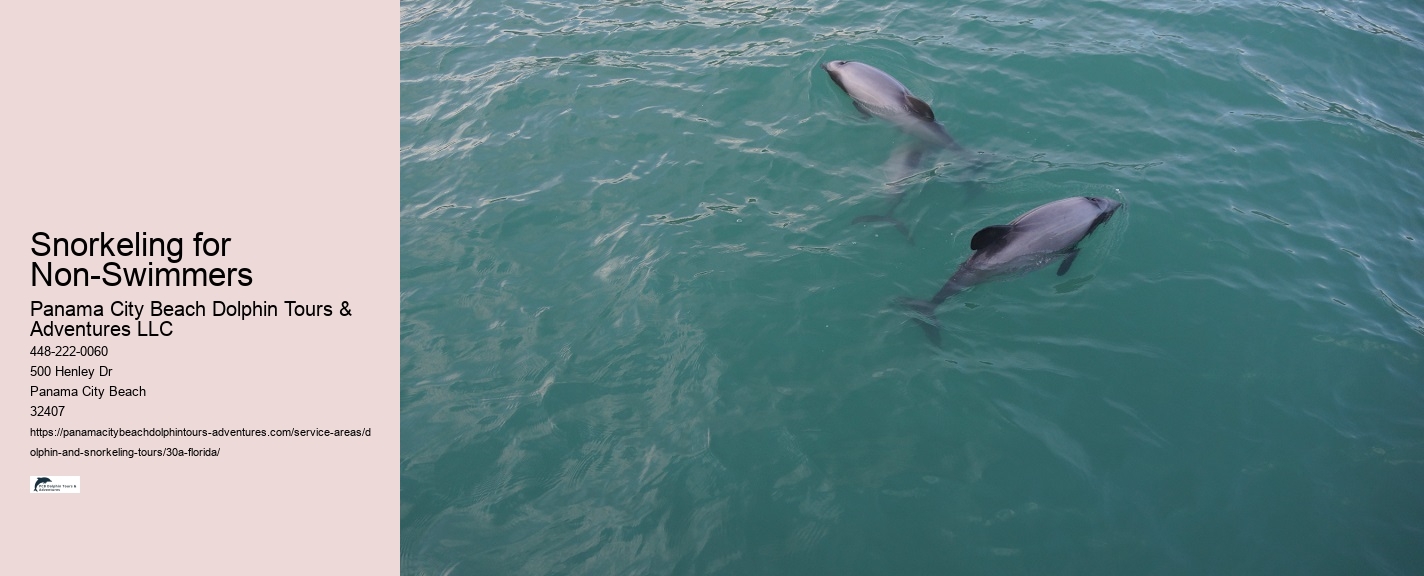 Dolphin Boats Price