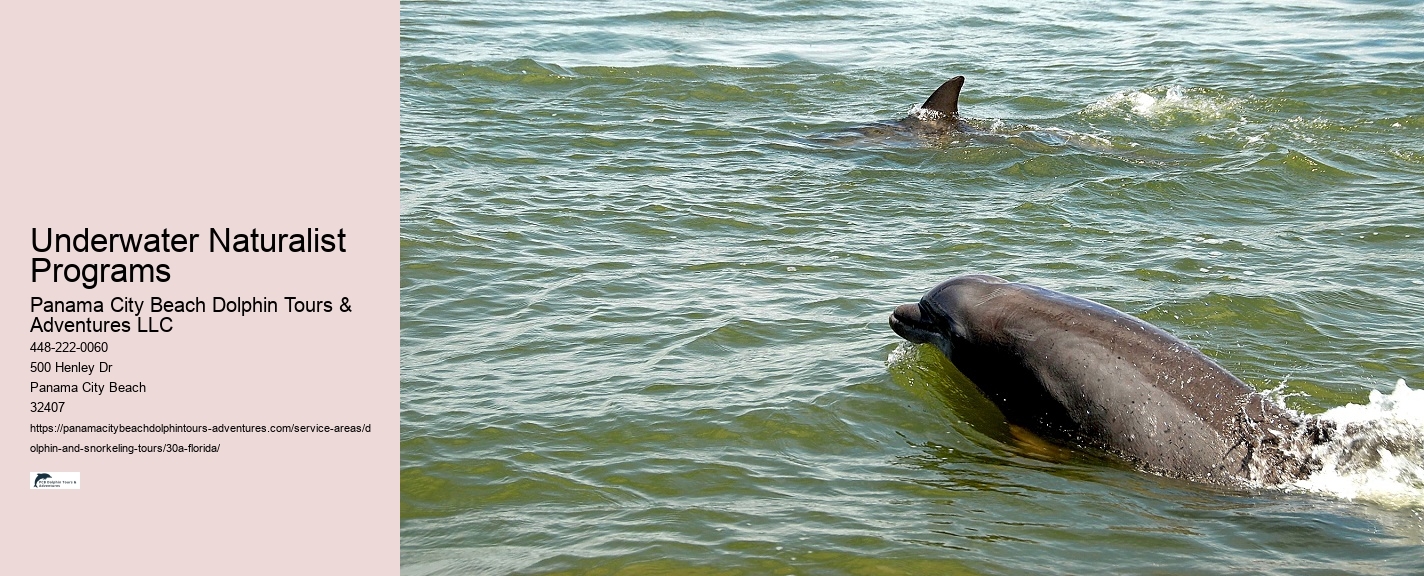 Dolphin Watching Tours Near Me