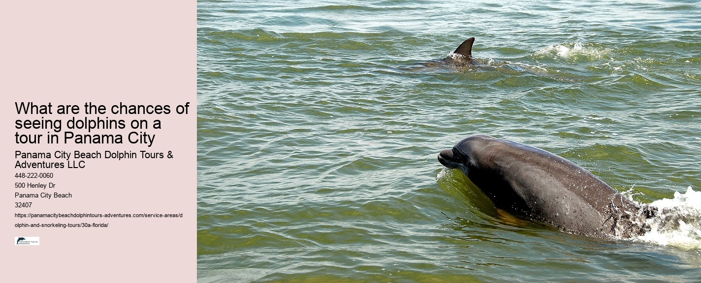 Sea Turtle Snorkeling Tours