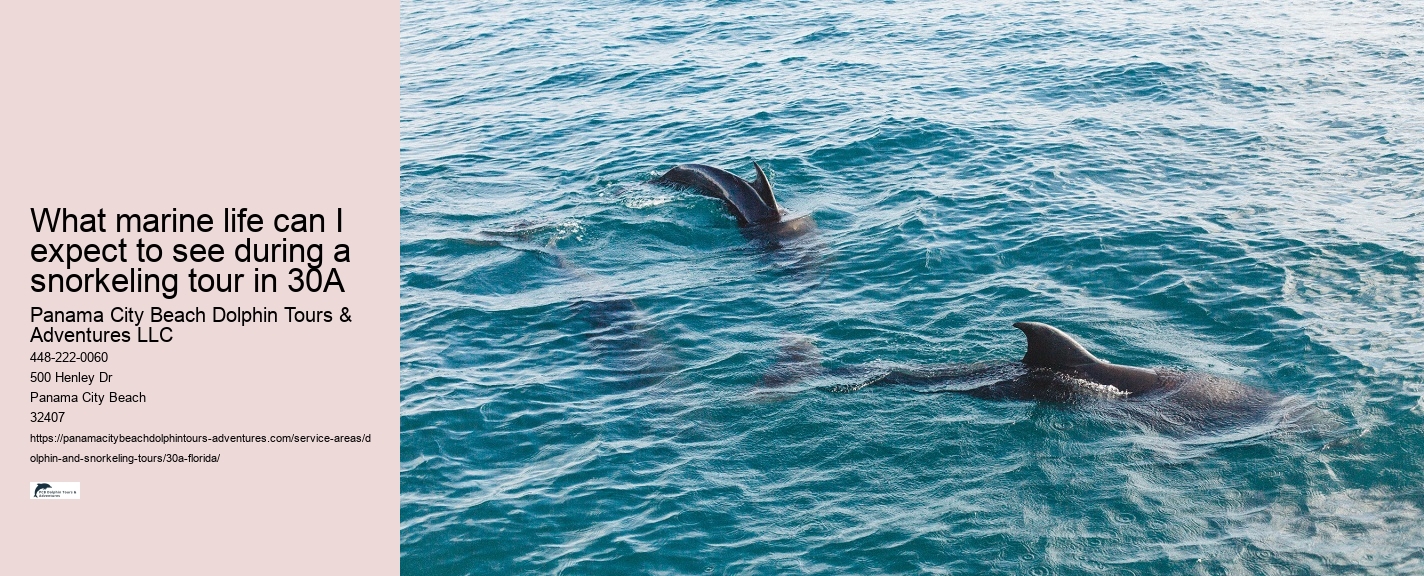 Dolphin.tours Near Me