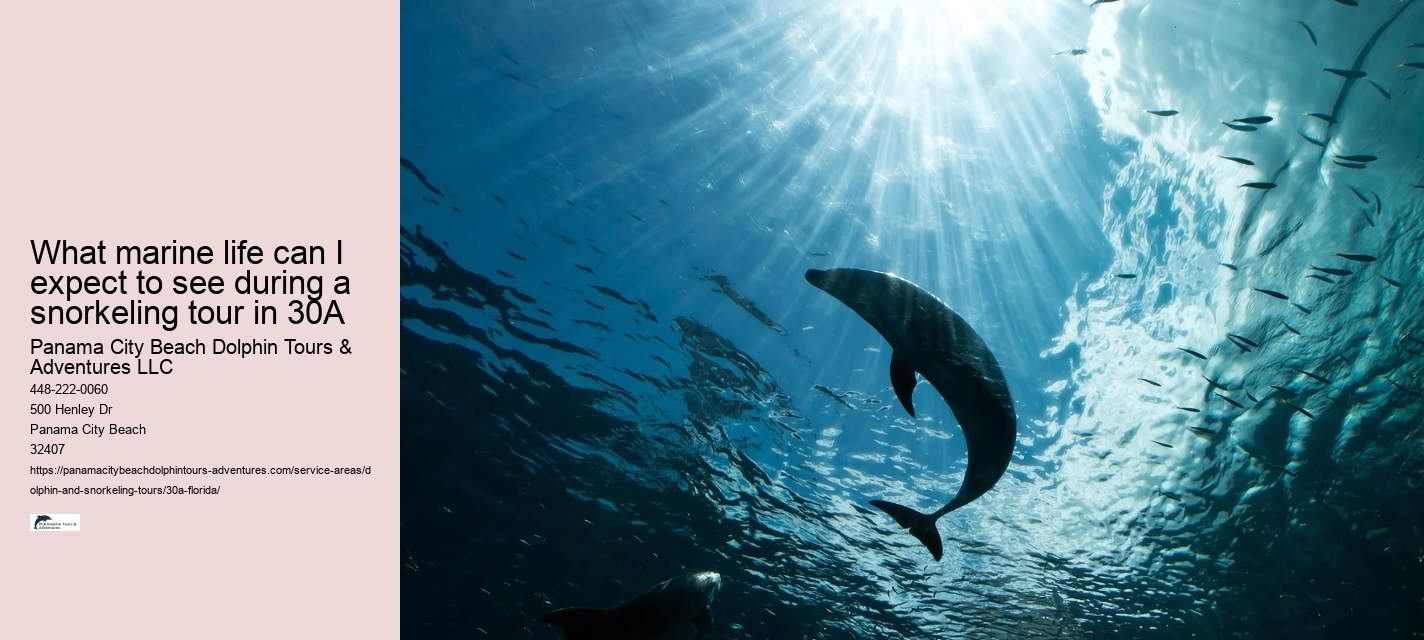 Dolphin Tours Jet