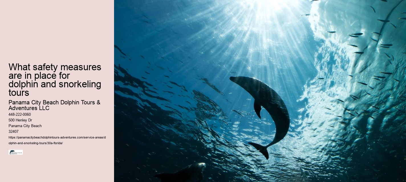 What should you not do while swimming with dolphins